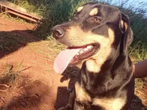 Cachorro raça SRD-ViraLata idade 1 ano nome Dereck 