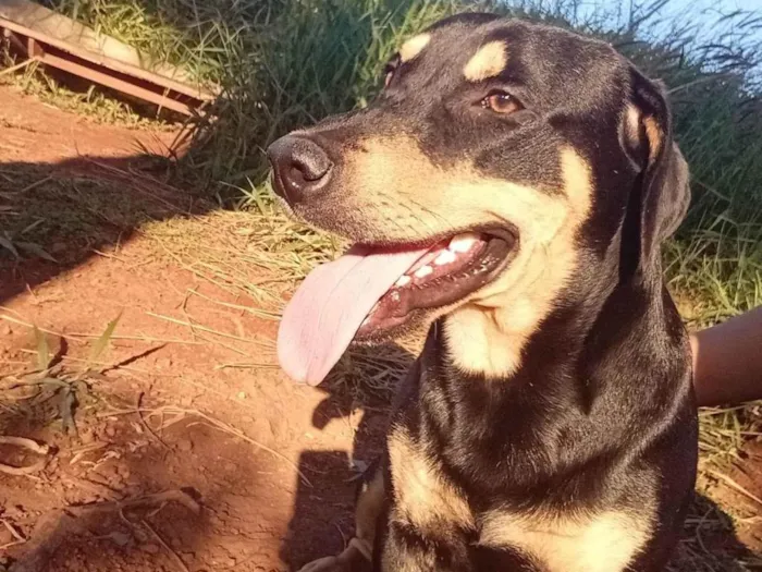 Cachorro ra a SRD-ViraLata idade 1 ano nome Dereck 