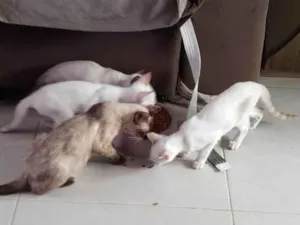 Gato raça Siamês idade 2 a 6 meses nome 5 Irmãos Filhos de Gata Siamesa
