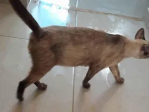 Gato raça Siamês idade 2 anos nome Sissi
