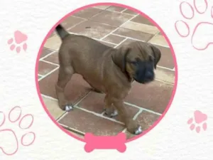 Cachorro raça SRD-ViraLata idade Abaixo de 2 meses nome Não possui nome