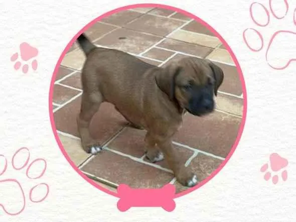 Cachorro ra a SRD-ViraLata idade Abaixo de 2 meses nome Não possui nome