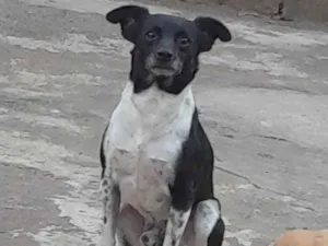 Cachorro raça Fox Terrier idade 6 ou mais anos nome Thor