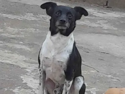Cachorro raça Fox Terrier idade 6 ou mais anos nome Thor