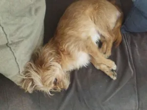 Cachorro raça SRD-ViraLata idade 1 ano nome Rex