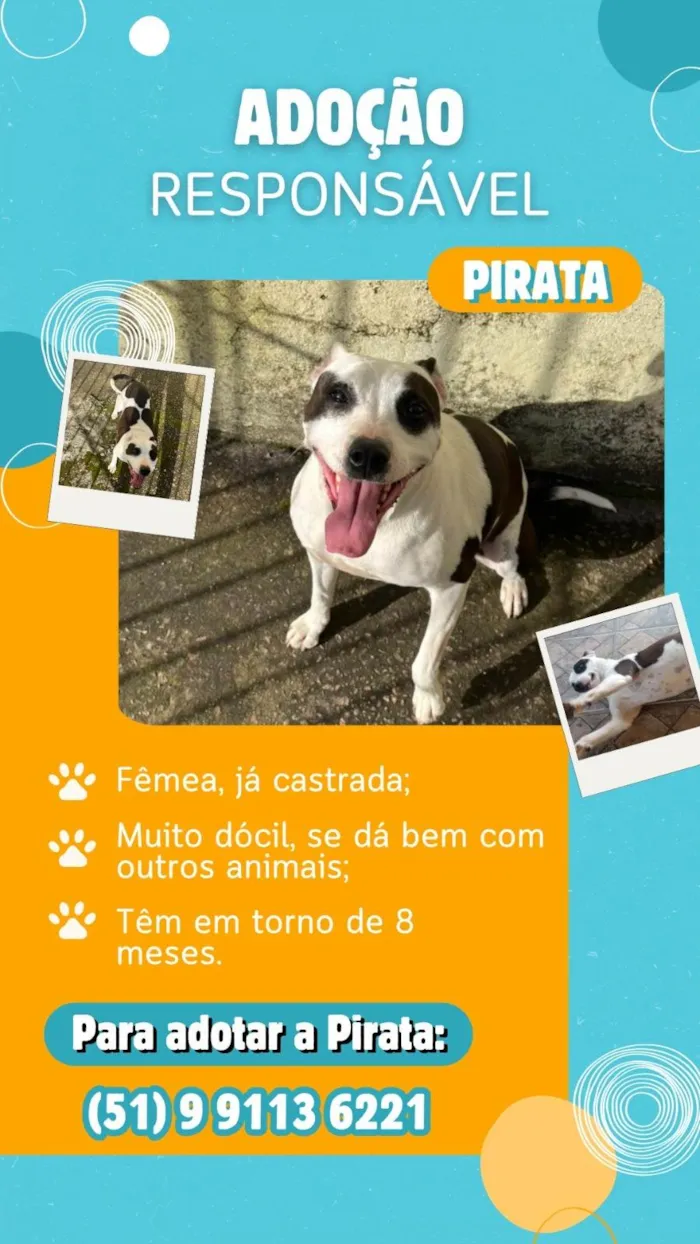 Cachorro ra a SRD-ViraLata idade 7 a 11 meses nome Pirata