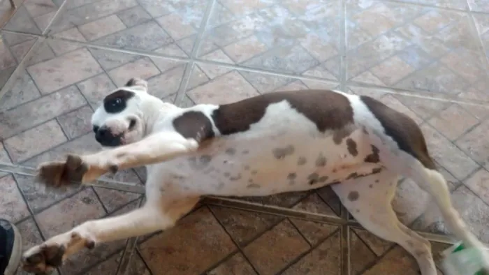 Cachorro ra a SRD-ViraLata idade 7 a 11 meses nome Pirata