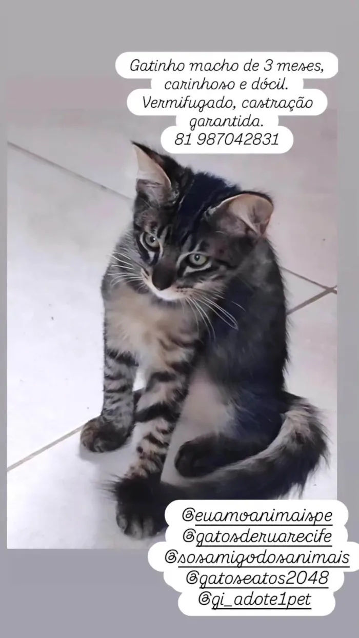 Gato ra a SRD-ViraLata idade 2 a 6 meses nome Sem nome