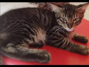 Gato raça SRD-ViraLata idade 2 a 6 meses nome Sem nome