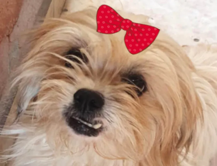 Cachorro ra a Shitzu idade 7 a 11 meses nome Raika 