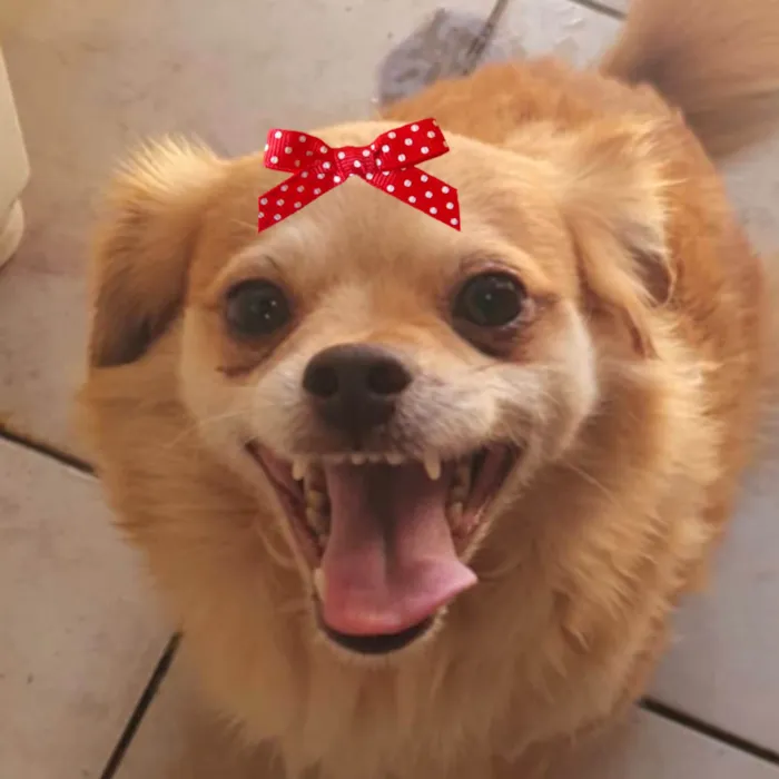 Cachorro ra a Pequinês idade 7 a 11 meses nome Teka 