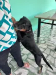 Suzi