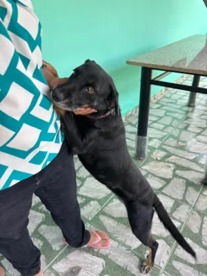 Cachorro raça SRD-ViraLata idade 4 anos nome Suzi