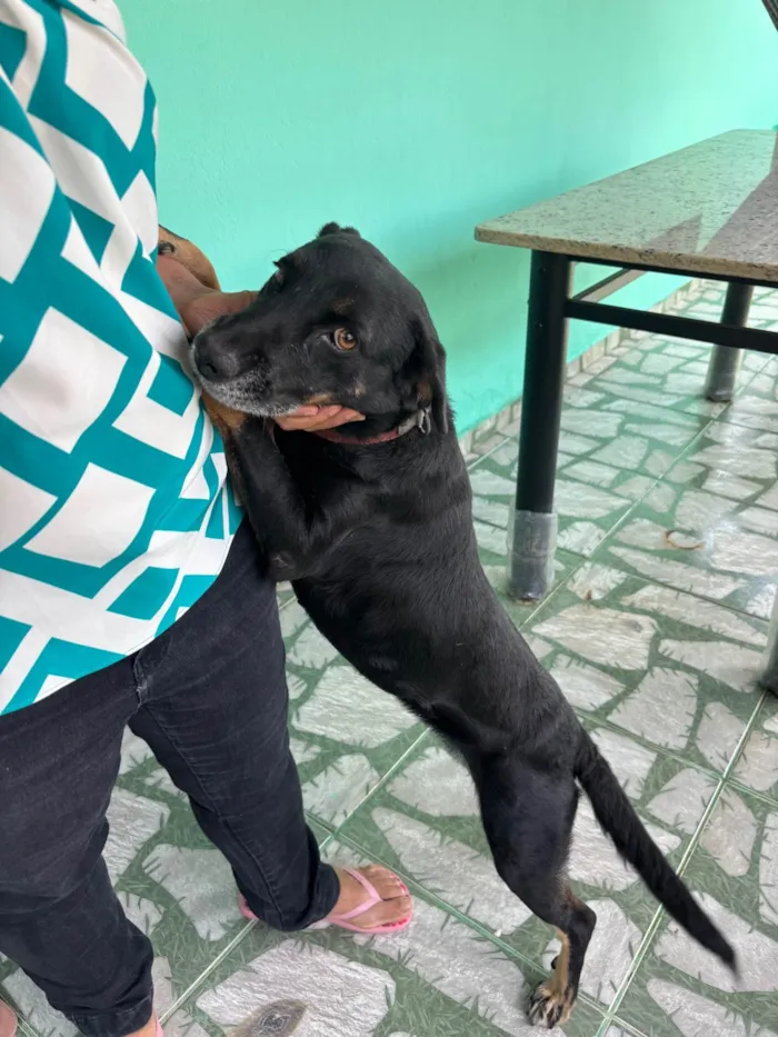 Cachorro ra a SRD-ViraLata idade 4 anos nome Suzi