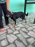 Suzi
