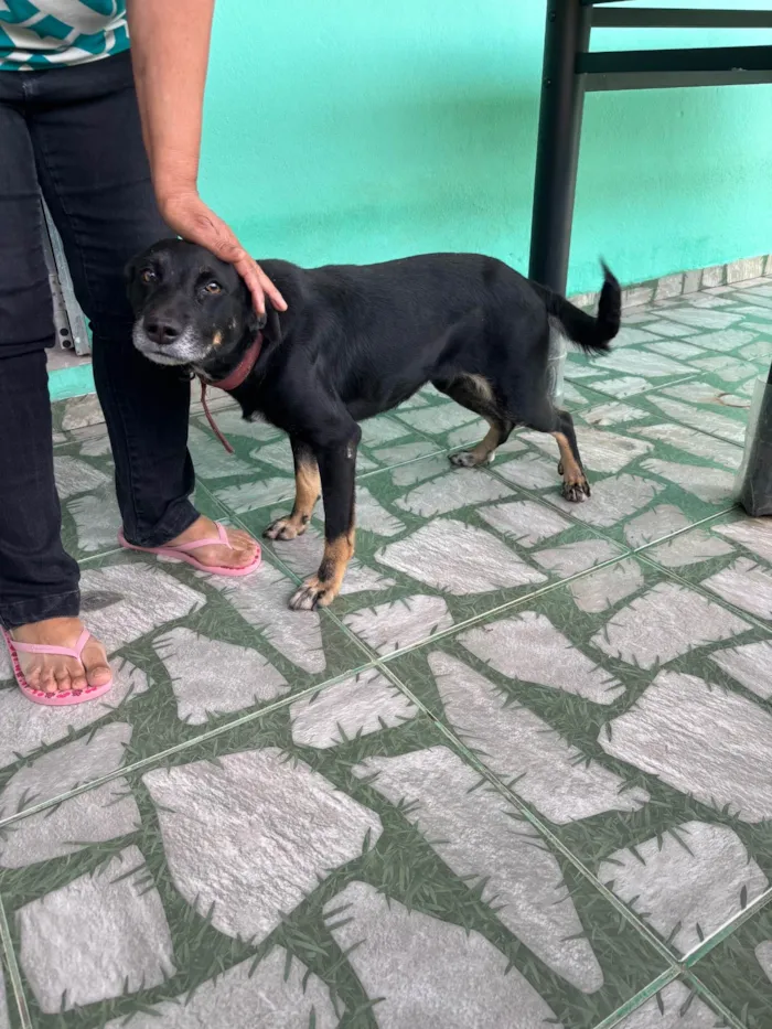 Cachorro ra a SRD-ViraLata idade 4 anos nome Suzi