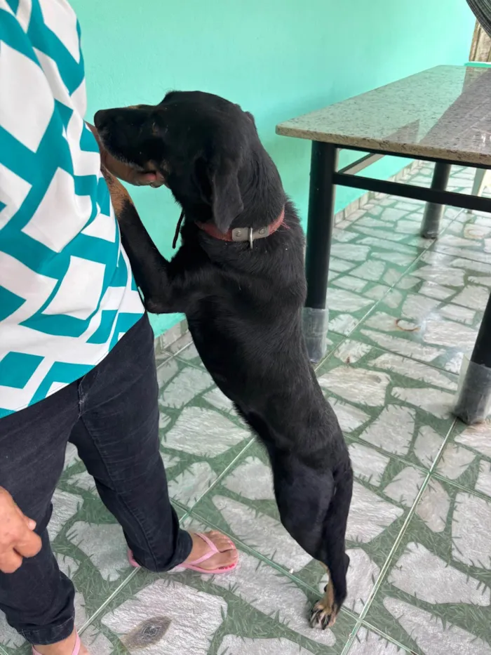 Cachorro ra a SRD-ViraLata idade 4 anos nome Suzi