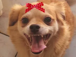 Cachorro raça Pequinês idade 7 a 11 meses nome Teka 