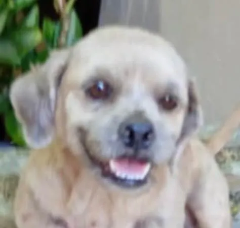 Cachorro ra a Shitzu idade 7 a 11 meses nome Thor 
