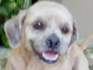 Cachorro raça Shitzu idade 7 a 11 meses nome Thor 