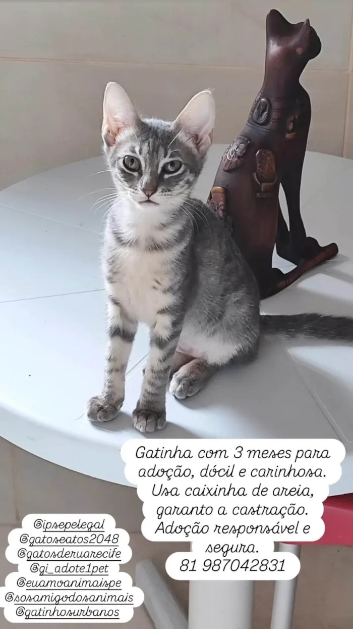 Gato ra a SRD-ViraLata idade 2 a 6 meses nome Sem nome