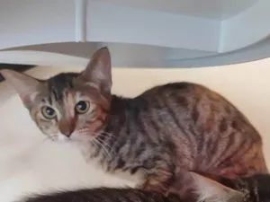 Gato raça SRD-ViraLata idade 2 a 6 meses nome Sem nome