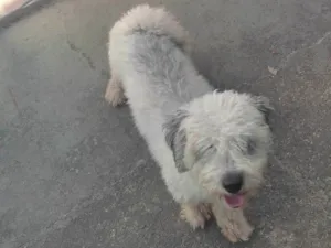 Cachorro raça SRD-ViraLata idade 1 ano nome THOR