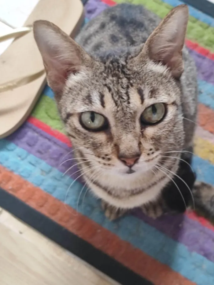 Gato ra a SRD-ViraLata idade 7 a 11 meses nome Gatinha sem nome