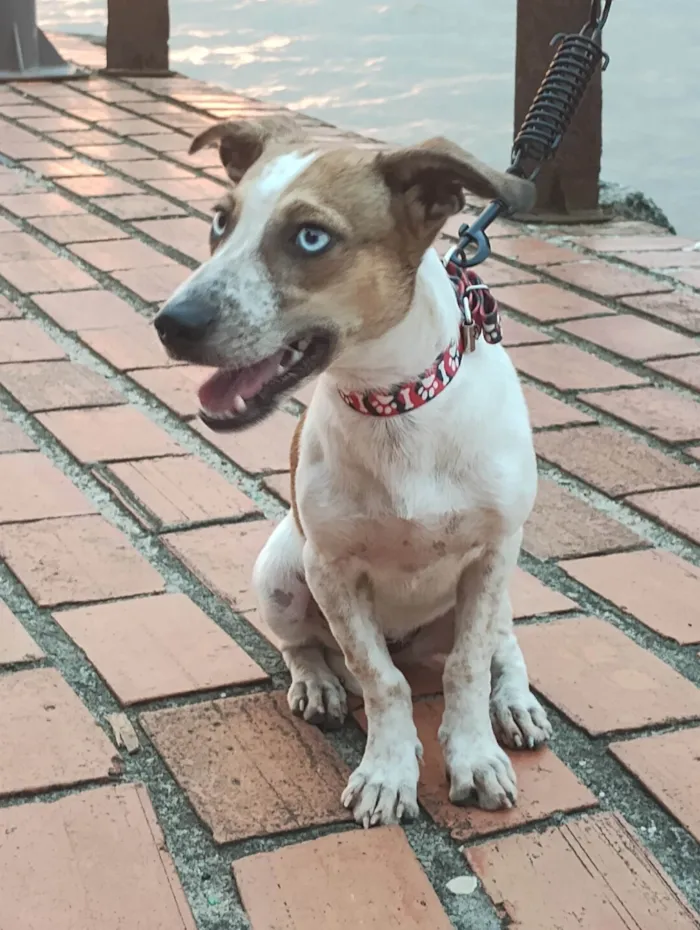 Cachorro ra a SRD-ViraLata idade 2 a 6 meses nome Millie 