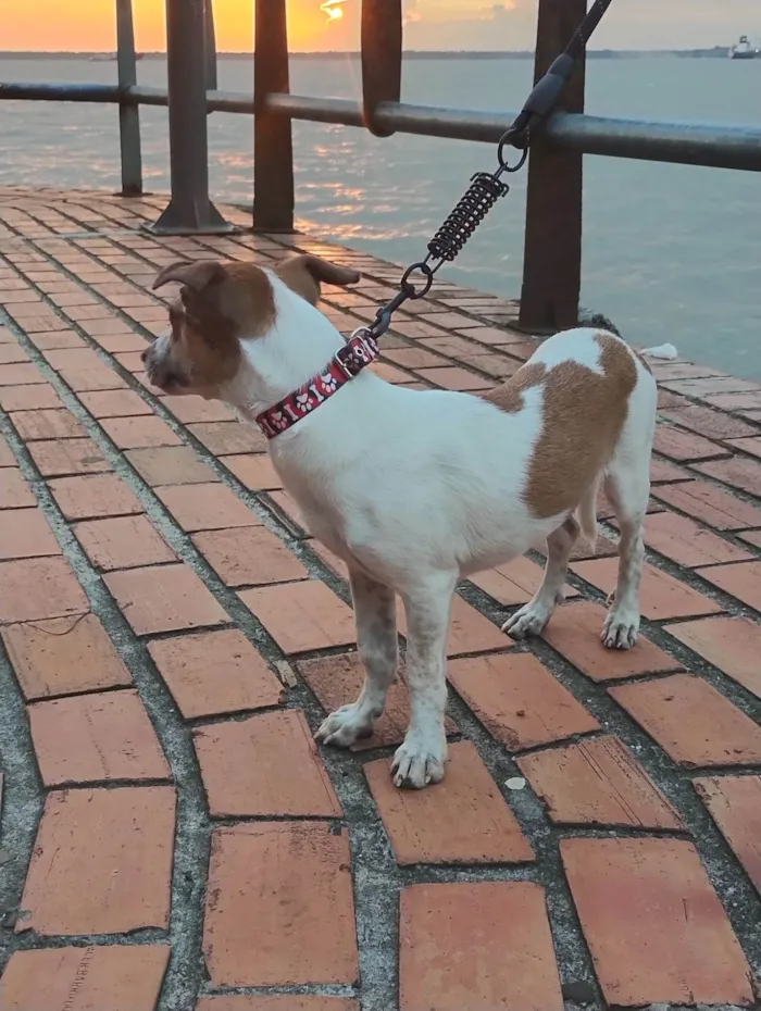 Cachorro ra a SRD-ViraLata idade 2 a 6 meses nome Millie 