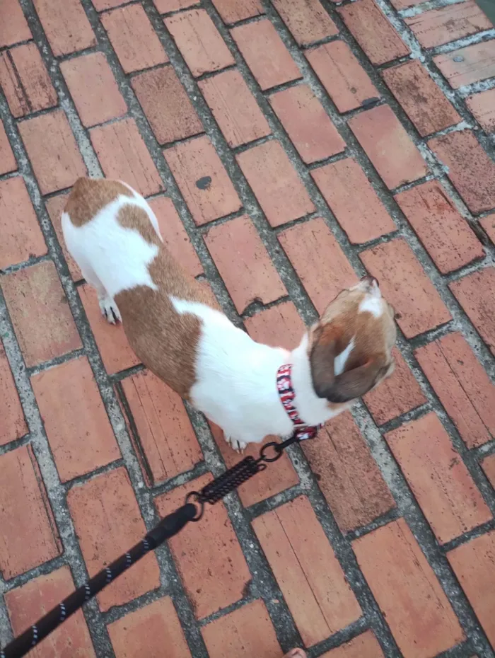 Cachorro ra a SRD-ViraLata idade 2 a 6 meses nome Millie 