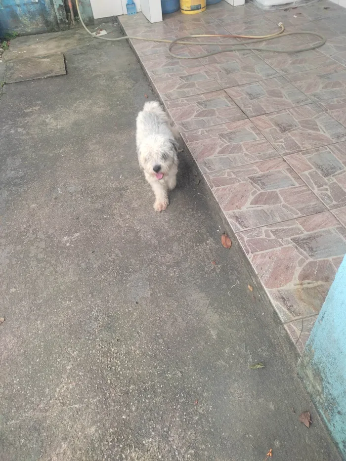Cachorro ra a SRD-ViraLata idade 1 ano nome SKY
