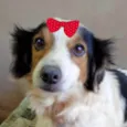 Ísis 
