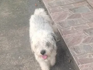 Cachorro raça SRD-ViraLata idade 1 ano nome SKY