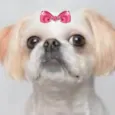 Laika 