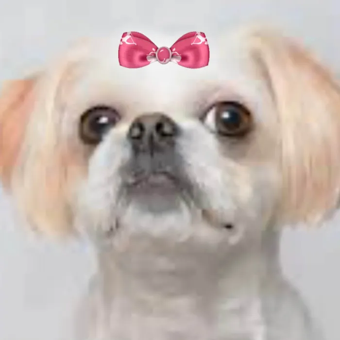 Cachorro ra a Shitzu idade 7 a 11 meses nome Laika 