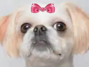 Cachorro raça Shitzu idade 7 a 11 meses nome Laika 