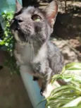 ADOÇÃO RESPONSÁVEL – 3 GATOS LINDOS PRECISAM DE UM LAR