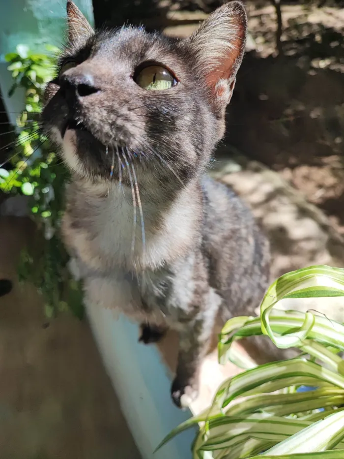 Gato ra a SRD-ViraLata idade 6 ou mais anos nome ADOÇÃO RESPONSÁVEL – 3 GATOS LINDOS PRECISAM DE UM LAR