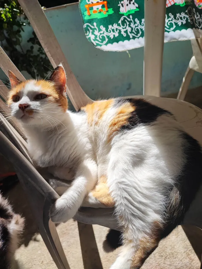 Gato ra a SRD-ViraLata idade 6 ou mais anos nome ADOÇÃO RESPONSÁVEL – 3 GATOS LINDOS PRECISAM DE UM LAR