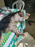 ADOÇÃO RESPONSÁVEL – 3 GATOS LINDOS PRECISAM DE UM LAR