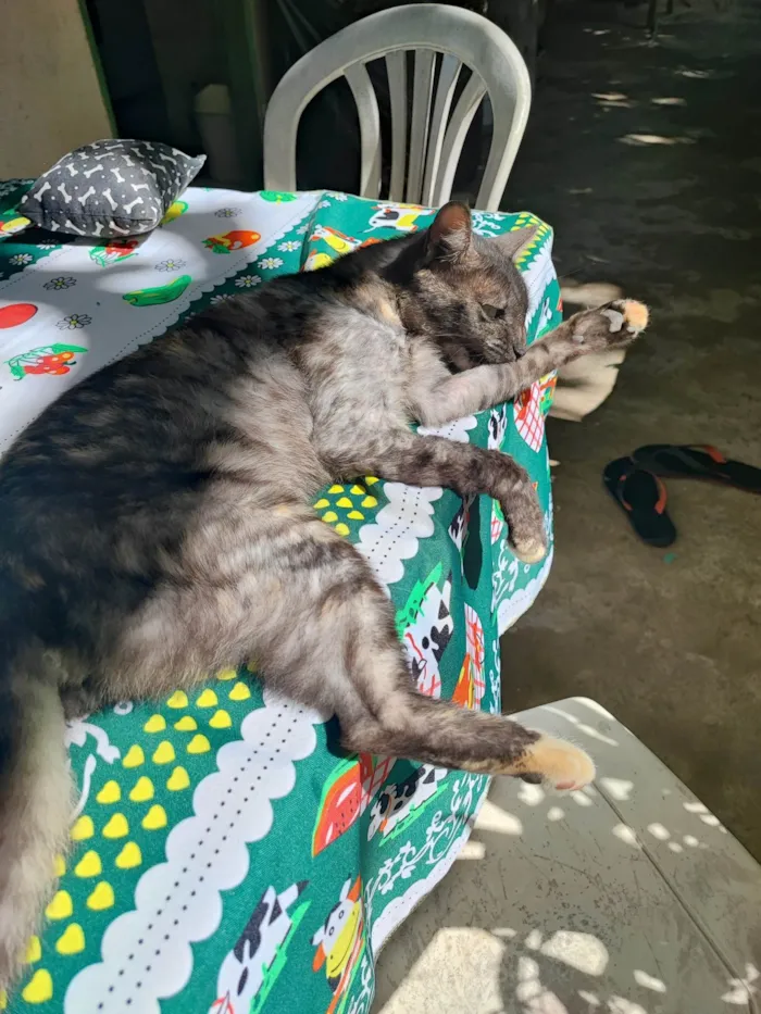Gato ra a SRD-ViraLata idade 6 ou mais anos nome ADOÇÃO RESPONSÁVEL – 3 GATOS LINDOS PRECISAM DE UM LAR