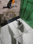 ADOÇÃO RESPONSÁVEL – 3 GATOS LINDOS PRECISAM DE UM LAR