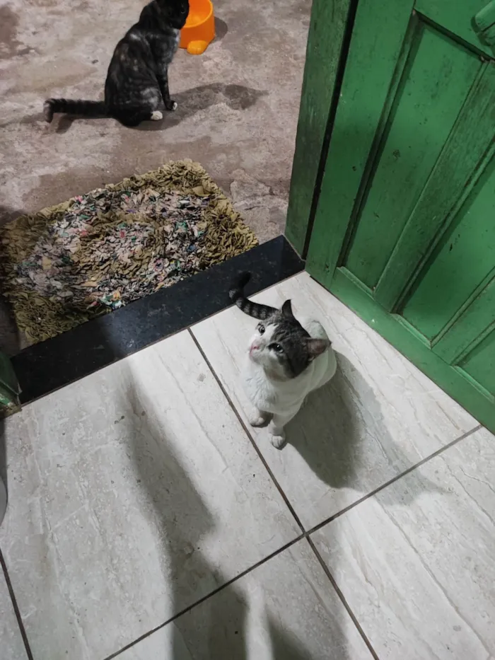 Gato ra a SRD-ViraLata idade 6 ou mais anos nome ADOÇÃO RESPONSÁVEL – 3 GATOS LINDOS PRECISAM DE UM LAR