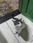 ADOÇÃO RESPONSÁVEL – 3 GATOS LINDOS PRECISAM DE UM LAR