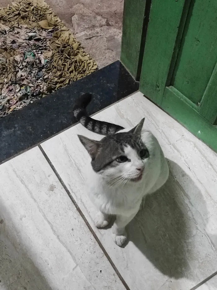 Gato ra a SRD-ViraLata idade 6 ou mais anos nome ADOÇÃO RESPONSÁVEL – 3 GATOS LINDOS PRECISAM DE UM LAR