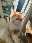 ADOÇÃO RESPONSÁVEL – 3 GATOS LINDOS PRECISAM DE UM LAR