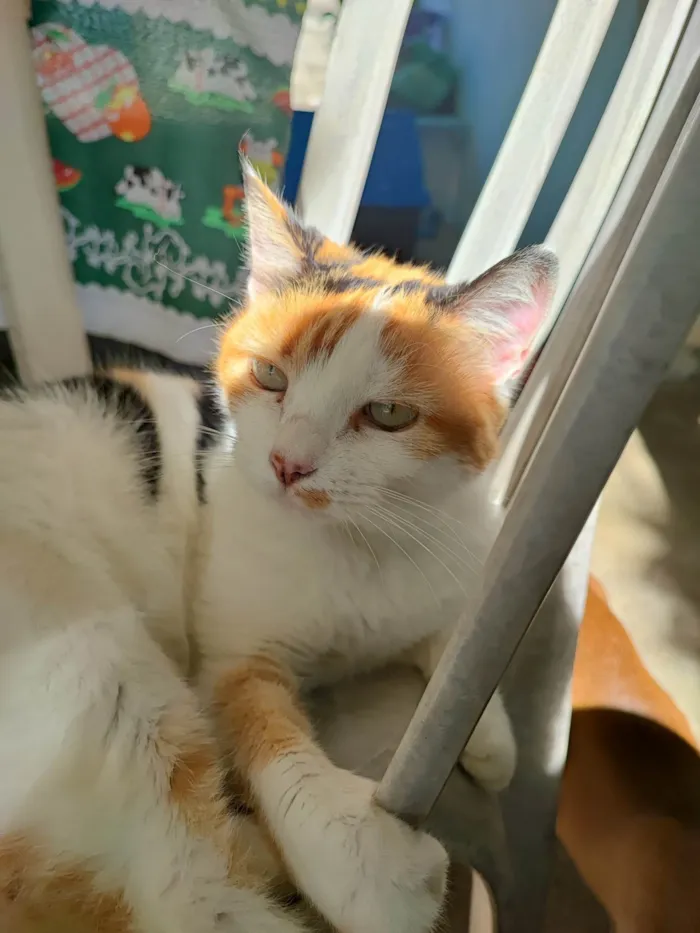 Gato ra a SRD-ViraLata idade 6 ou mais anos nome ADOÇÃO RESPONSÁVEL – 3 GATOS LINDOS PRECISAM DE UM LAR