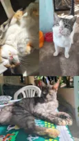 ADOÇÃO RESPONSÁVEL – 3 GATOS LINDOS PRECISAM DE UM LAR