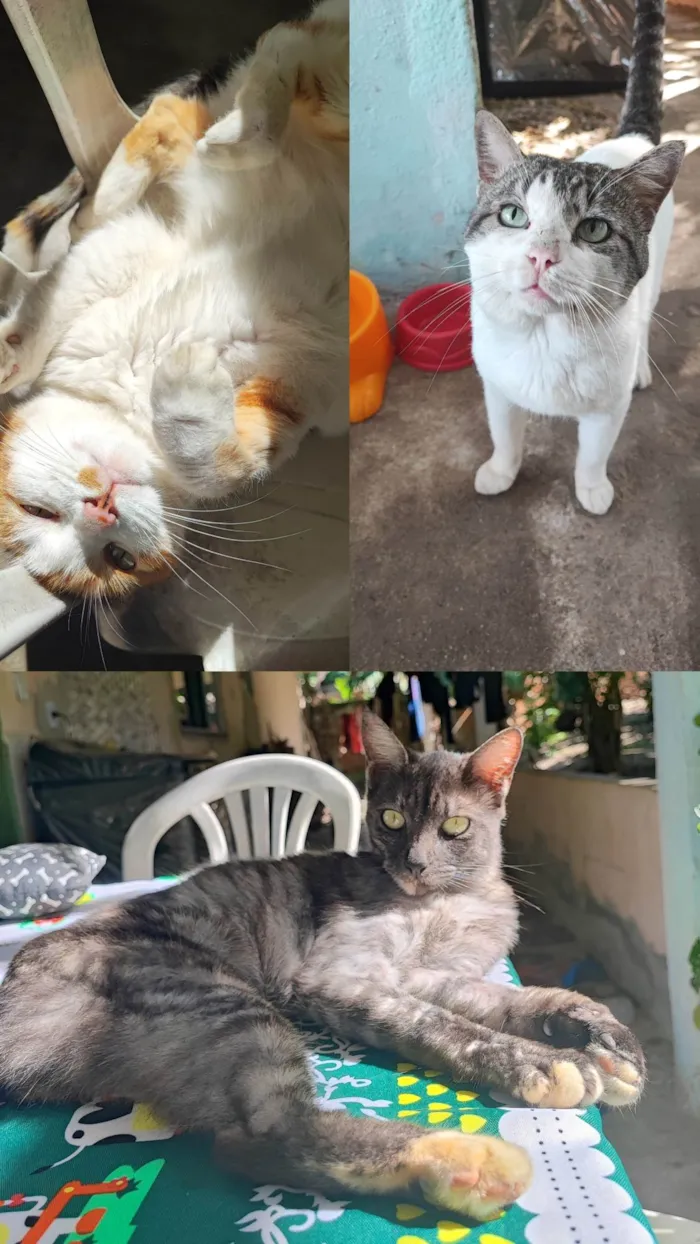 Gato ra a SRD-ViraLata idade 6 ou mais anos nome ADOÇÃO RESPONSÁVEL – 3 GATOS LINDOS PRECISAM DE UM LAR